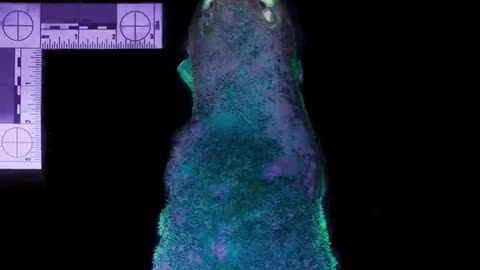 This Platypus Can Glow in the Dark! | Chris & Megs: Amaze Me | BBC Earth