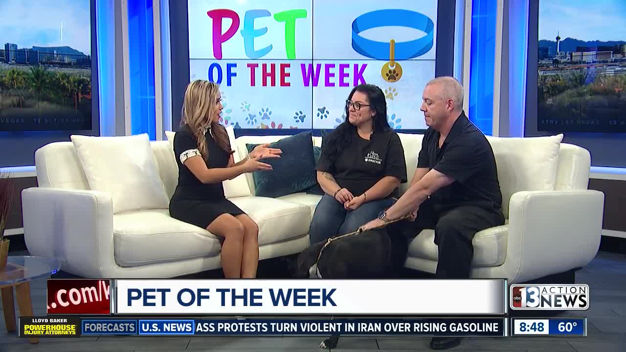 Pet of the Week Nov 17th