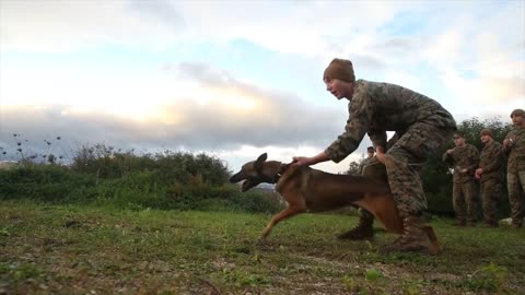 Training with the Best | Military Working Dogs