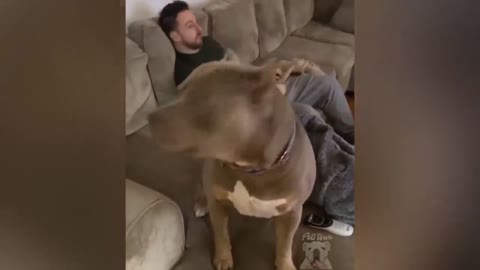 Dog Funny Moment To Ask Father Before Eating