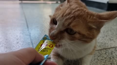 A yellow cat that focuses on snacks.