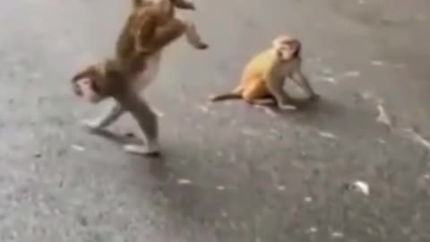 Monkey Walking On two Legs Funny