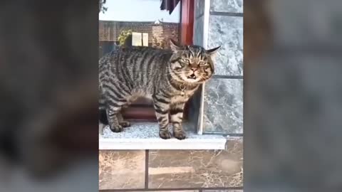 Talking Cat Caught on Cam🤯