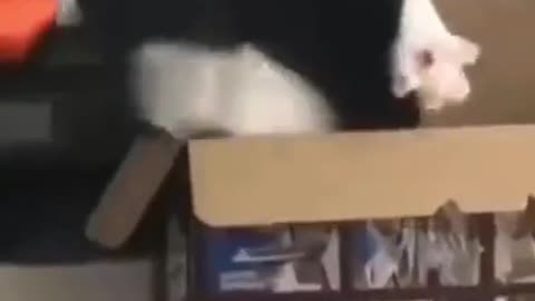Cat gets stuck in plasma tv box