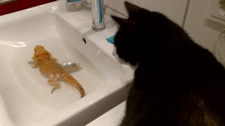 Bearded Dragon Shoos Off A Kitty Intruding His Bath
