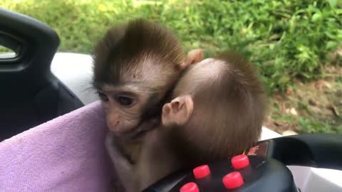 Baby Monkey BiBi playing with puppy the latest funny animal videos for monkeys