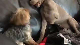 Two dogs fighting on a couch