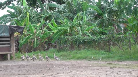 Cute Ducks Parade