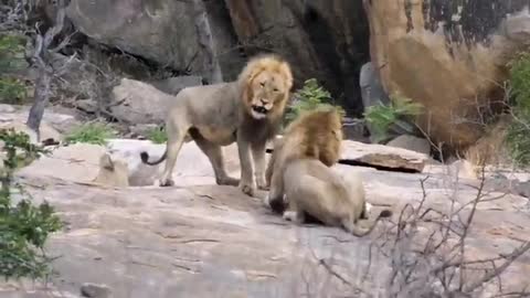 Male lions fight