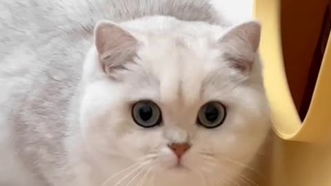 Fanny Cat Video And Cute Cat Video