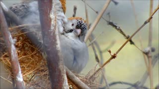 Couple Long-Tailed Paradise Whydahs Birds Morning Sounds