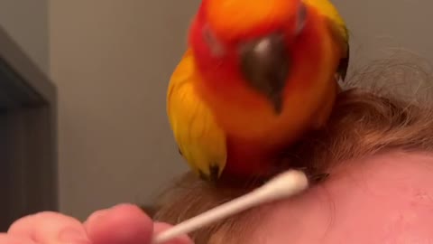 Parrot Steals his Mom's Q-Tip