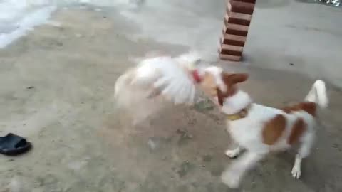 Dog and hen fanny fight video