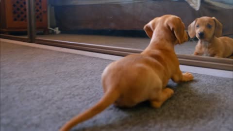 Dog shocked by mirror reflection