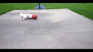 Rosie The Shihtzu Plays Basketball