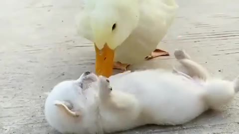 Cute Dog with duck love vedios