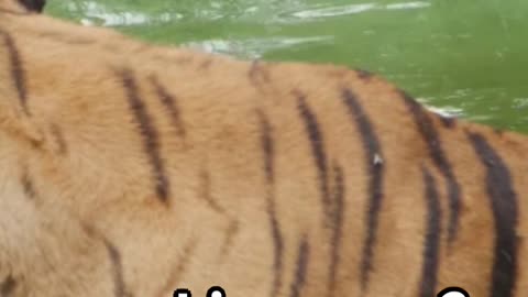 Did You Know: Intriguing Tiger Facts
