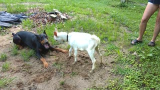 Doberman Pinscher and Baby Goat Play