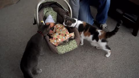 cats reaction meeting babies