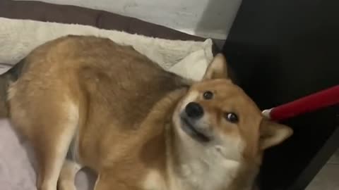 BEAUTIFUL SHIBA INU GET PROVOKED BY HIS OWNER