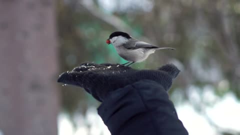 Hand feeding a tiny bird - With beautiful music