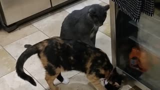 Wrestle Cat Mania