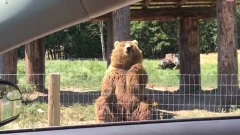 Waving bear shows off catching skills