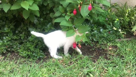 Cat playing with flower 🌸 funny video 😂😂