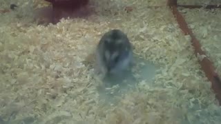 Hamster anão russo fica brincando com a palha, e depois corre [Nature & Animals]