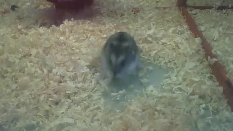 Hamster anão russo fica brincando com a palha, e depois corre [Nature & Animals]