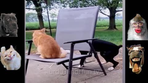 Top funny animal clips,most funny animal videos,funny dogs,funny cats,funny animals