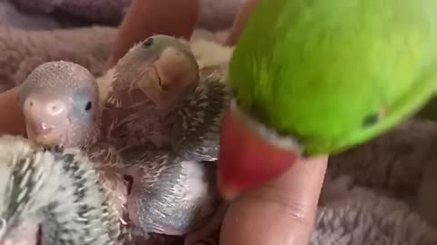 Cute tia bird baby trending video