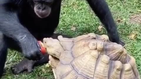 chimpanzee feeding turtle