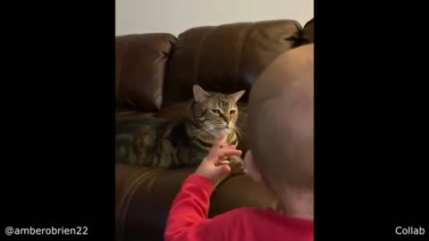 Cat Gets Annoyed by Baby