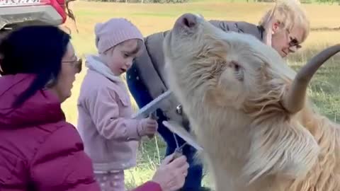 Multigenerational cow brushing