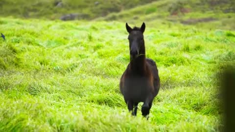 Cavalo Galopando Interior Animal