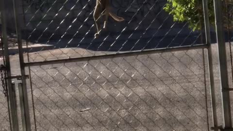 Smart Pup Scales Gate