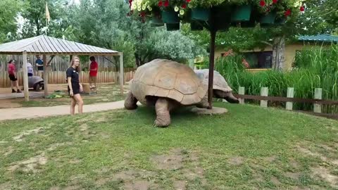 How big the turtles, larger than people