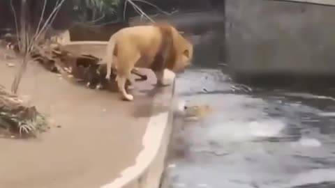 Unexpected Fall-Lion Funny Video