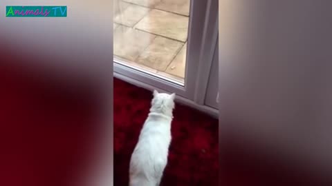 Crazy and funny cats