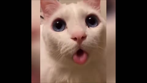 Crazy Cat. Cat sticks out its tongue