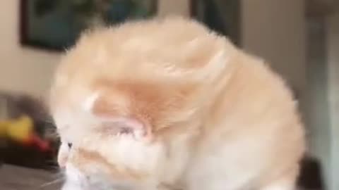 baby kittens so cute funny videos