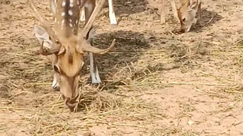 Dear deers happy to see you..