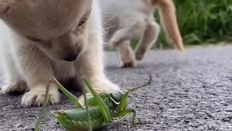 Small cute dog and cute puppies