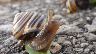 Snail dances