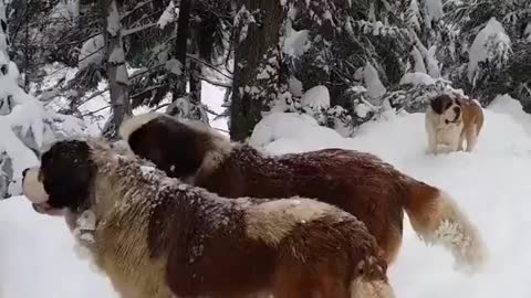 Puppies playing in the snow