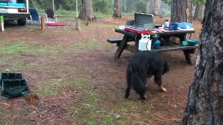 Bernese Mountain Dog Hilariously Misses Catching Treats