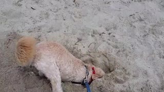 Dog digs hole in sand to put feet in