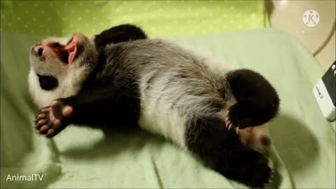 Good panda love panda fanny video
