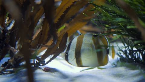 Cute Butter Fish Under Sea Water